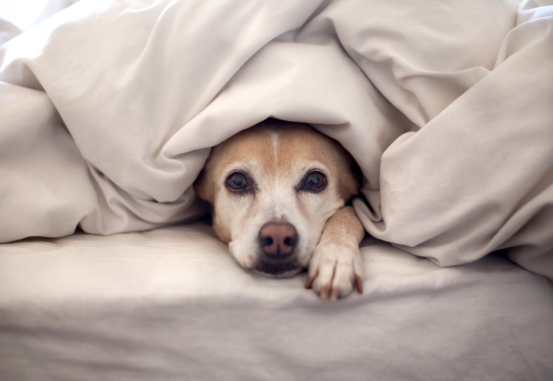 dog watches bed blanket