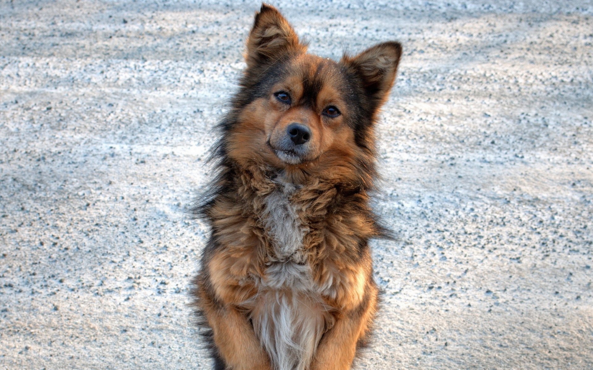 chien regard dévotion