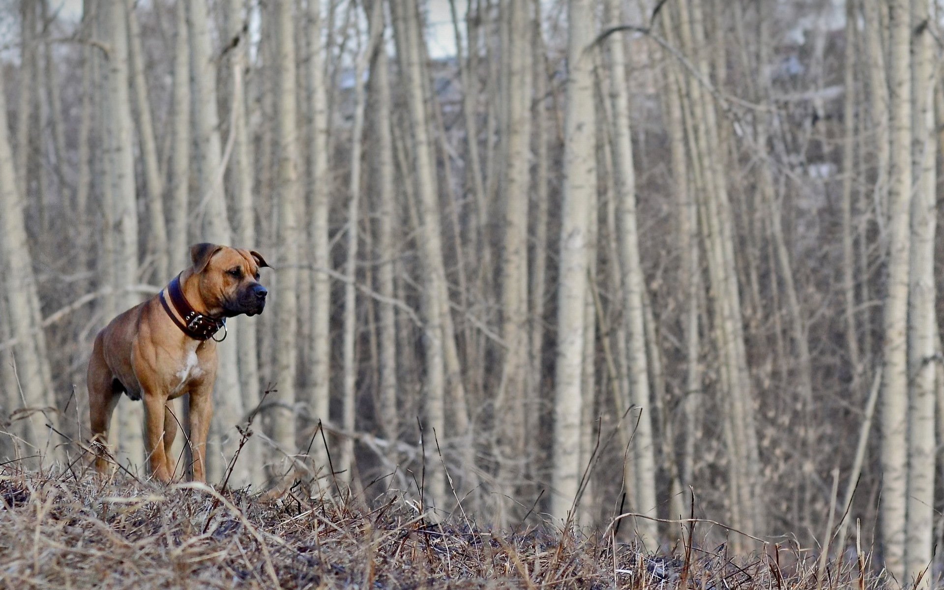 chien forêt printemps