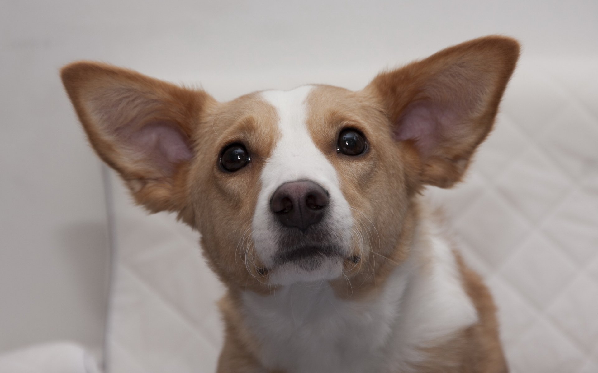 chien ami regard