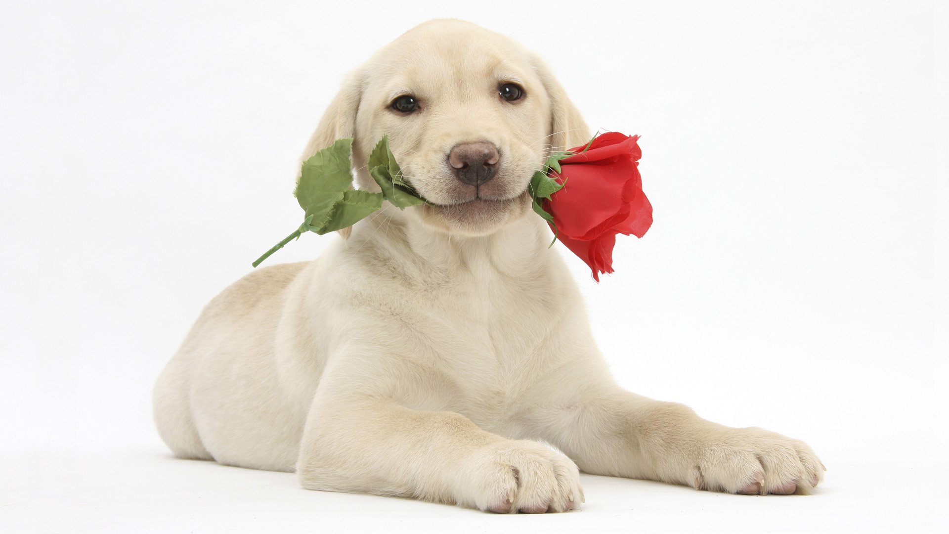 puppy labrador retriever flower rose