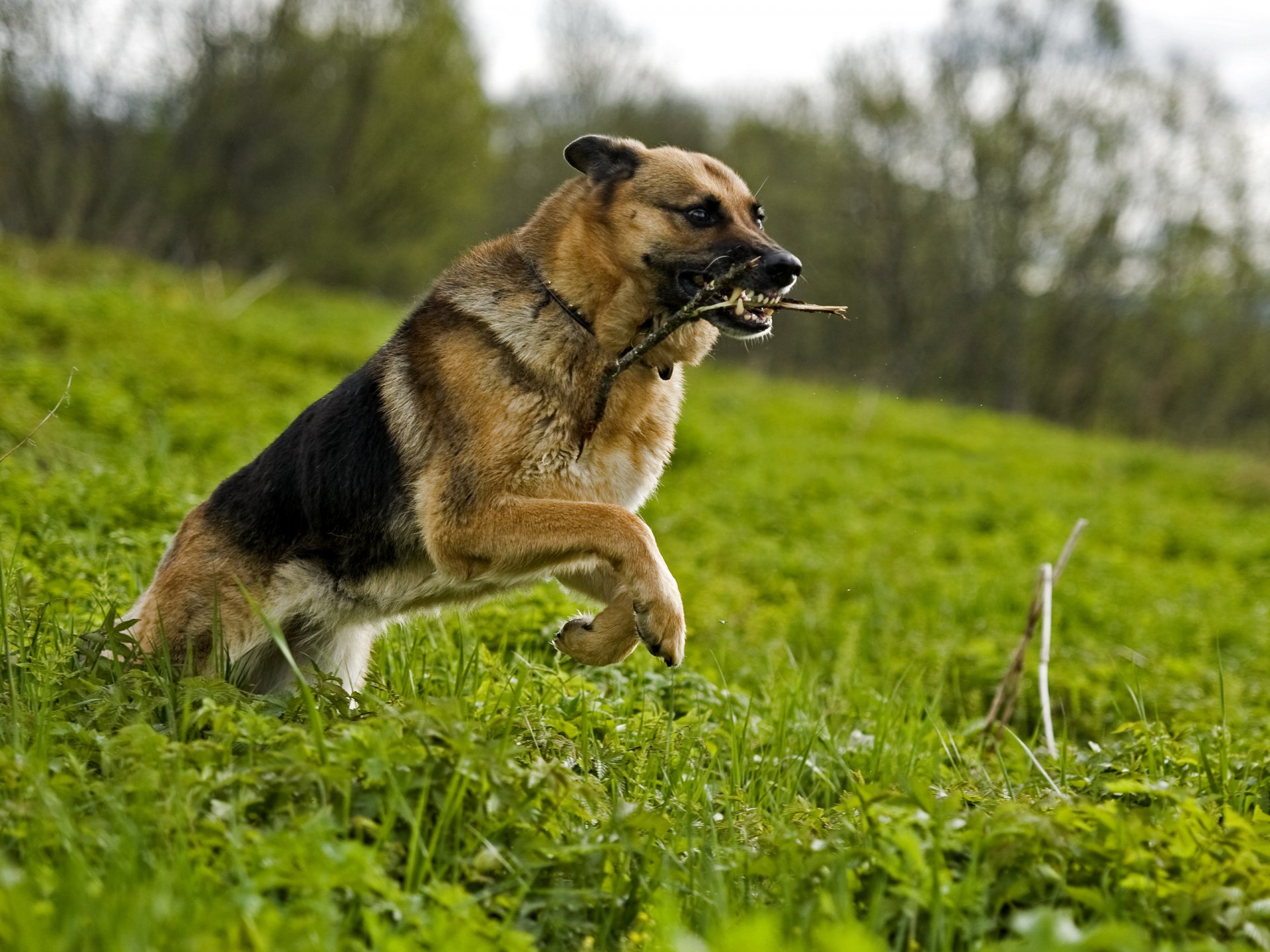 radura prato erba cane da pastore bastone gioco corsa movimento bocca zanne