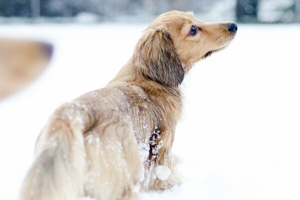 Der Hund ist im Winter spazieren. Um den Schnee herum