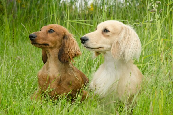 Deux teckels en été sur une promenade, assis dans l herbe verte