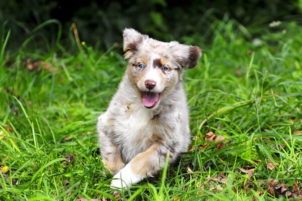 Perro corriendo por la hierba con la lengua sacada