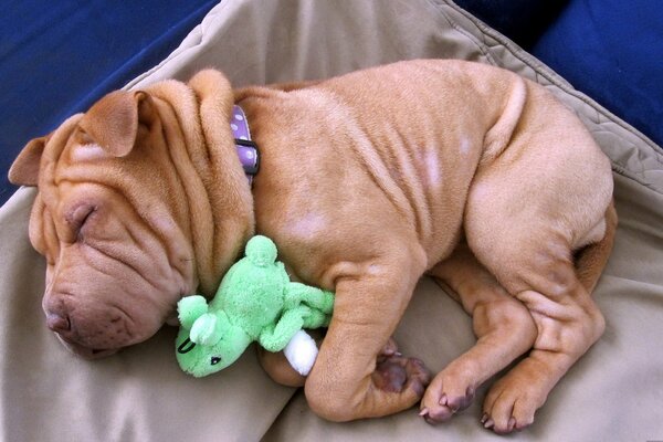 Pequeño Shar Pei vacaciones con un juguete en las patas