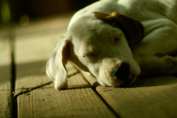 Il buon cane dorme a casa