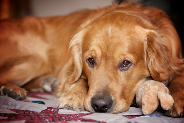 Regard triste d un chien