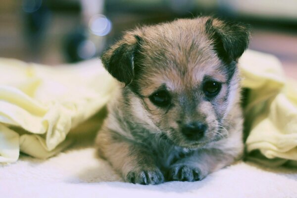 Petit chiot domestique sous une couverture