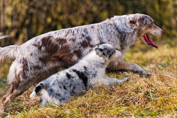 Gehen Sie zu einem australischen Schäferhund und einem Welpen. Mutterschaft