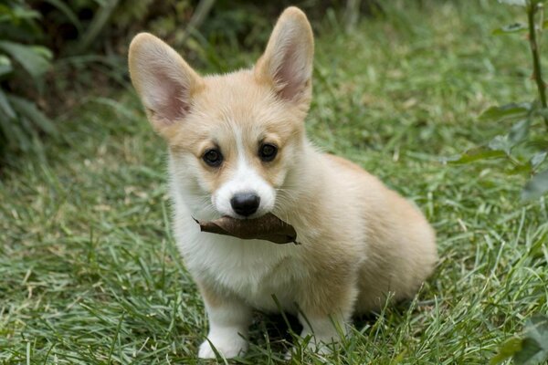 Ушастый щенок жует листочек