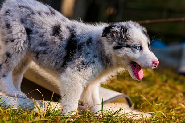 Chiot de berger australien sur l herbe