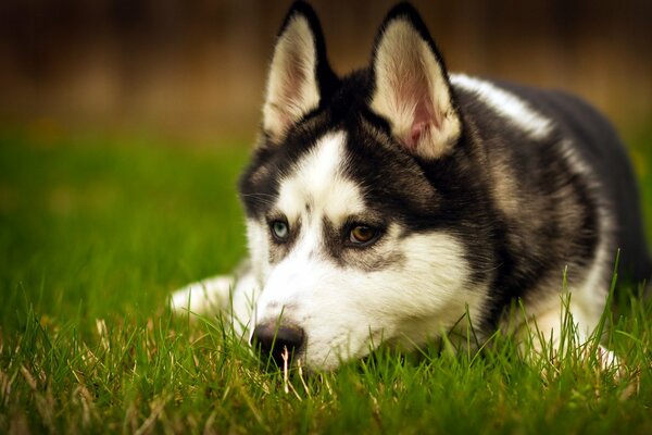 Husky ze smutnym spojrzeniem na naturę