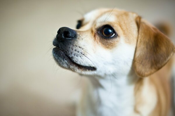 Mesmerizing beautiful look of a dog