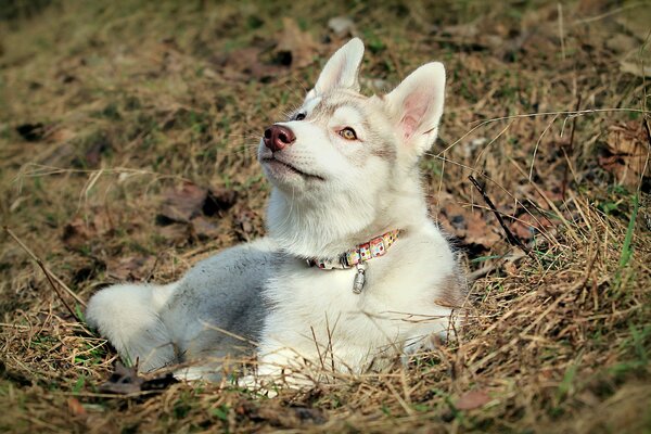 Il cane husky giace nella natura