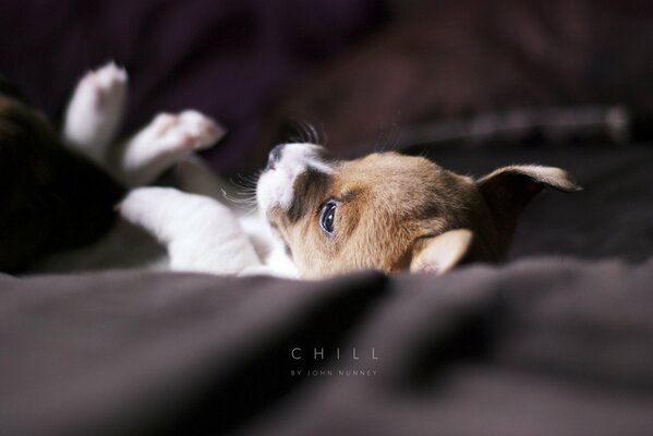 A dog, a puppy on a blanket. Cold