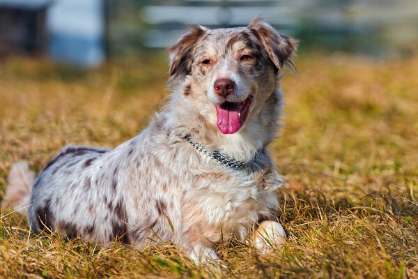 A spotted dog in a collar lying in a field