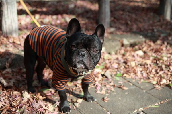 Thoughtful look of a pug on a leash