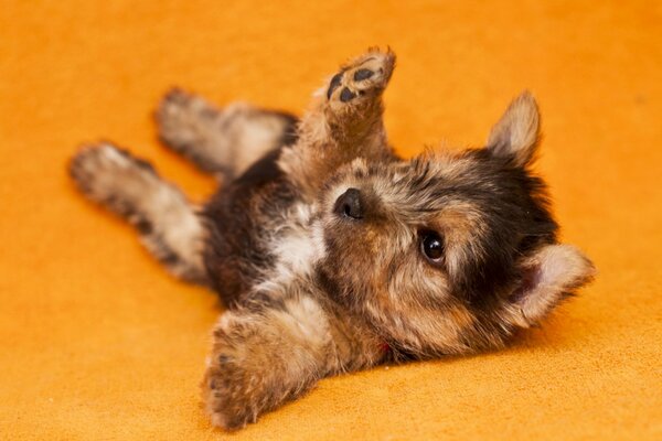 Petit chiot s amuse à jouer