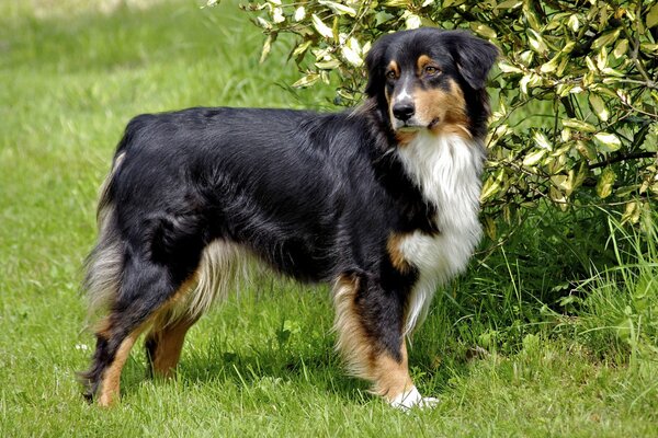 Australian Shepherd Shepherd auf grünem Hintergrund