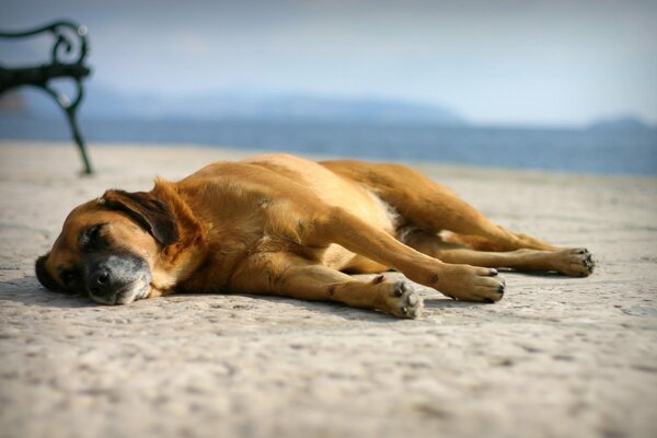 Pies leży na piasku na plaży, śpi i śni
