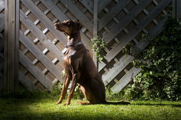 Le chien attend son maître