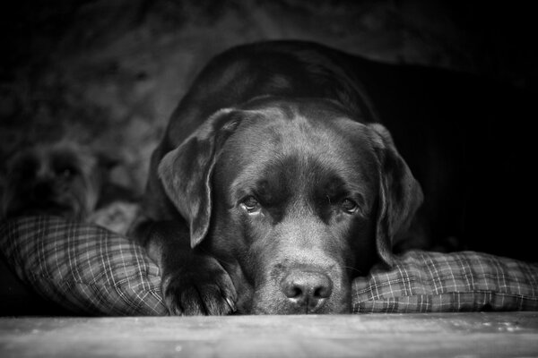 Labrador el mejor perro para el hombre