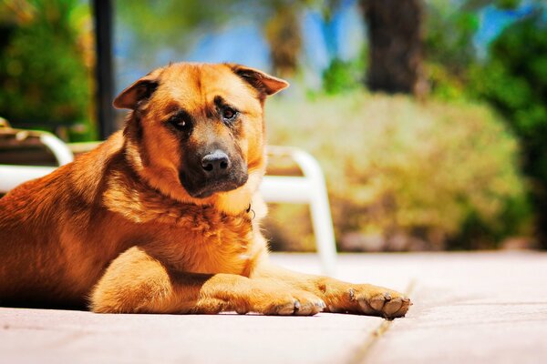 Perro descansando protege la zona