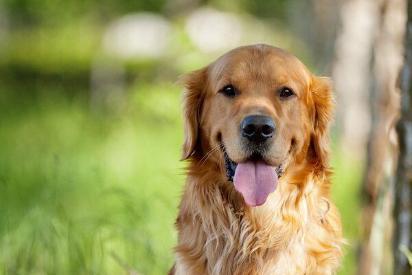 Der Hundeblick eines Retriever