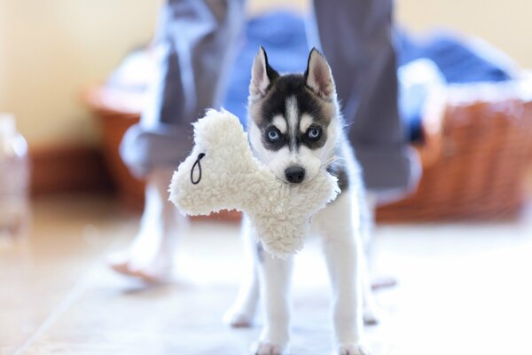 Husky puppy plays with a bone toy