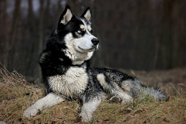 Fascinant beau regard de chien