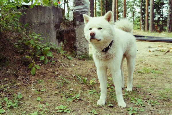 Biały pies rasy Akita Inu