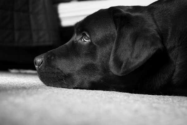 Labrador ist der beste Hund in Schwarz und Weiß