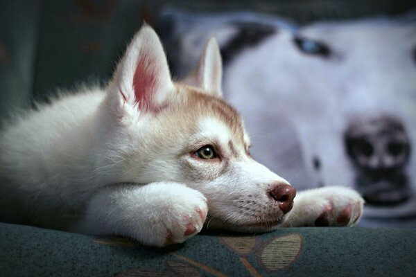 Siberian husky is bored at home