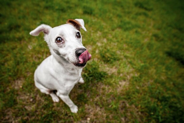 Sguardo amichevole al cane su sfondo verde