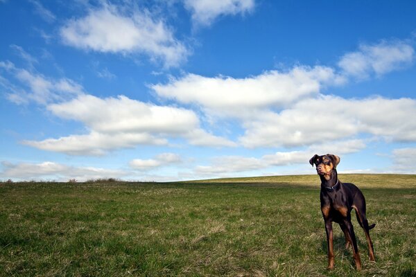 Schöner Himmel, ein Hund geht im Feld spazieren