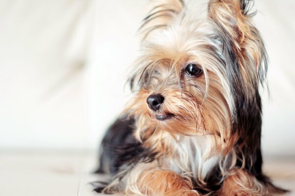 A small dog, on a light background