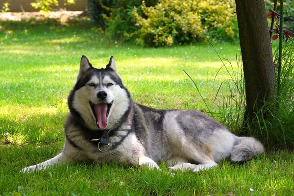 Malamute odpoczywa na łonie natury