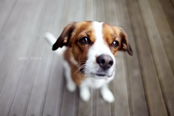 The faithful eyes of a faithful dog