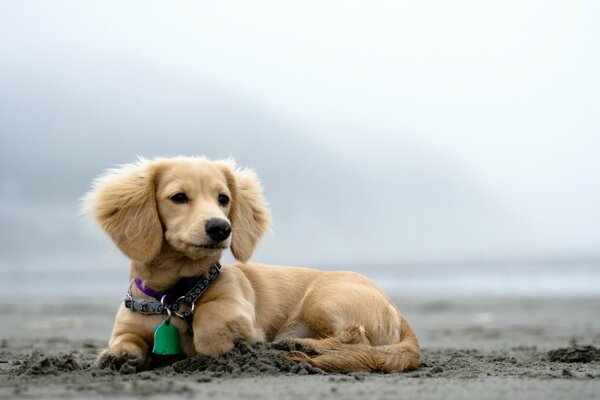 Doggie on the beach enjoying