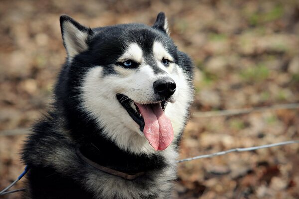 The best friend is a dog. And her kind look