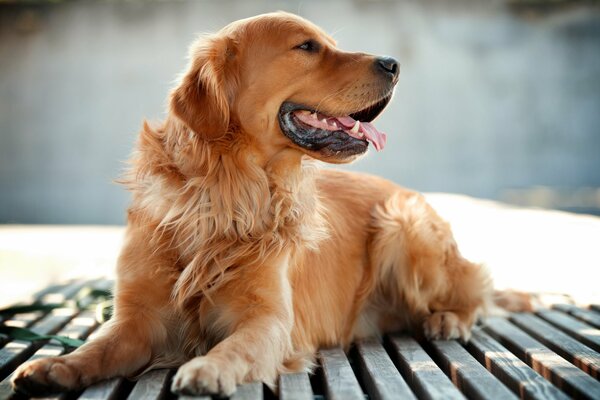 Pies Retriever przyjaciel człowieka