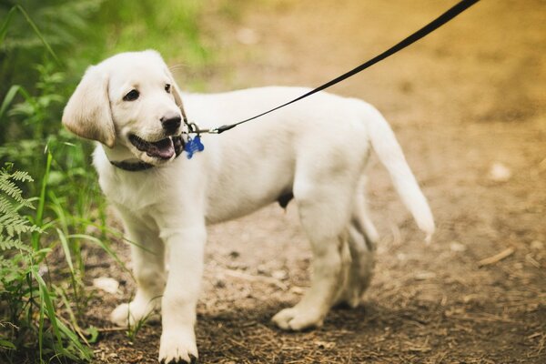 Chien avec le propriétaire sur une promenade