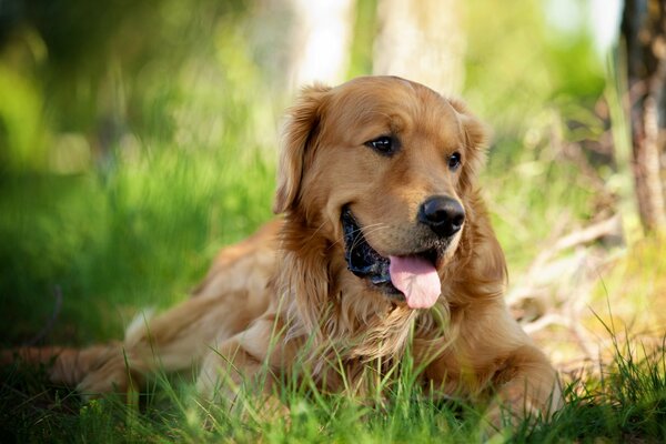 Sad dog in nature