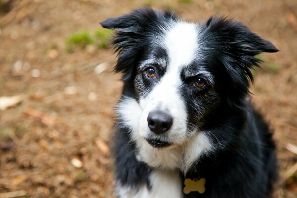 Ein schwarz-weißer Hund, dessen Freund