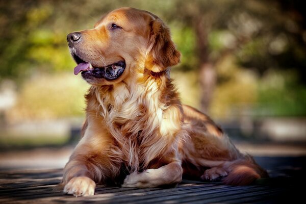 Der Retriever schaut mit einem traurigen Blick