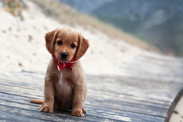 Mimimish puppy posing on the street