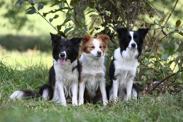 Tre cuccioli di Border Collie