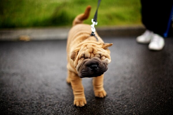 Ciekawa twarz szczeniaka Shar Pei