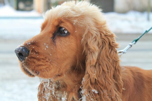Hermosa caída de nieve en el perro